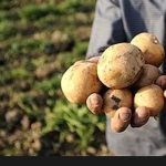 آزاد شدن صادرات سیب زمینی