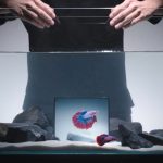 ویوو X Fold 5 اولین گوشی تاشو مقاوم در برابر آب، گردوغبار و سقوط از ارتفاع است