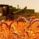 علت واریز نشدن مطالبات گندمکاران مرداد ۱۴۰۴ + جزئیات