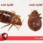 راه ساده برای از بین بردن ساس (بدون تخلیه منزل)