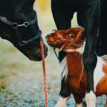 با کوتاه‌ترین و بامزه‌ترین اسب زنده جهان آشنا شوید